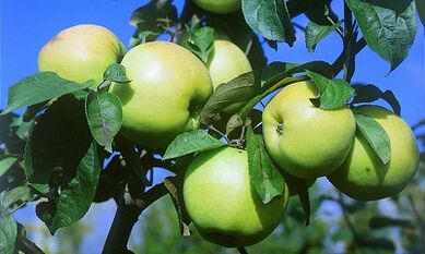 Infusión de manzanas para el tratamiento de las venas varicosas